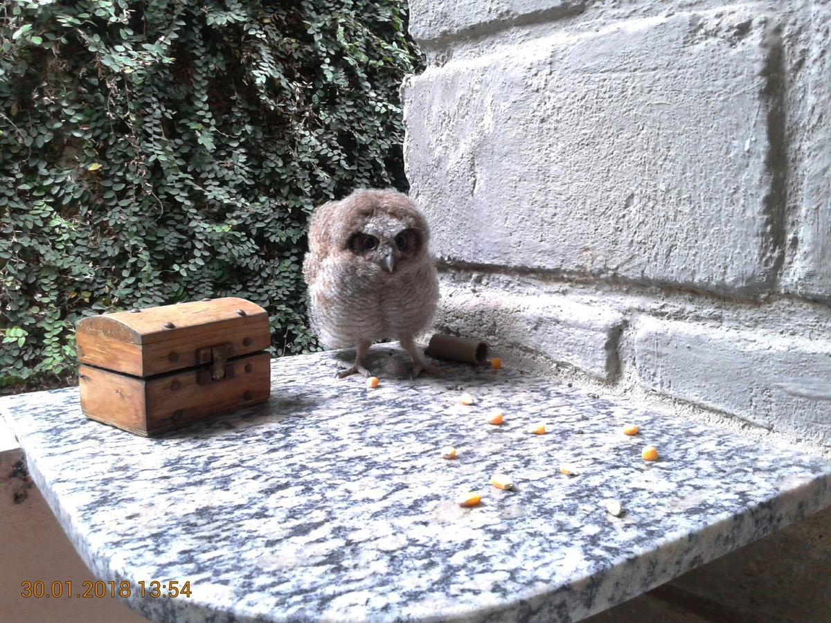 Quitinetes Rusticas Junto A Natureza - Bruxas E Bruxos Порту-Сегуру Экстерьер фото